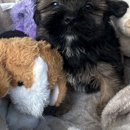 Girl 1 - Red gold female Lhasa Apso puppy in Charlotte, North Carolina from Toy Poodle and Maltese Perfection