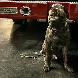 Cane Corso from Mass Cane Corso