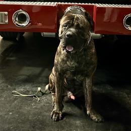 Cane Corso from Mass Cane Corso