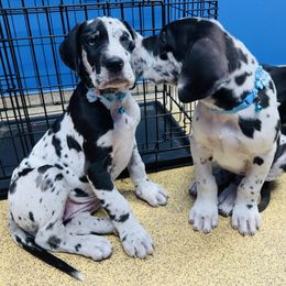 Great Dane Puppies from Florida Danes