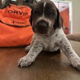 Dom - Liver roan male German Shorthaired Pointer puppy in Bainbridge, Georgia from Chapman Bird Dogs