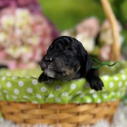 Tulip - Phantom male Goldendoodle puppy in Lake Panasoffkee, Florida from Donnas Deluxe Doodles LLC