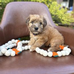 Donatello - Merle male Whoodle puppy in Gladewater, Texas from Kalin’s K9s