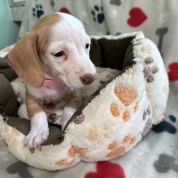 Girl 1 - Piebald female Dachshund puppy in Cumby, Texas from Dog Daze Ranch