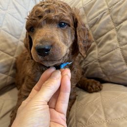 Teal collar boy - Red  male Poodle puppy in Riverside, California from Riverside red poodles