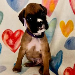 Mr Purple Christy's Litter - Fawn male Boxer puppy in Palm Coast, Florida from Starlight Boxer Corner