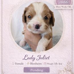 Lady Juilet - Blenheim female Cavalier King Charles Spaniel puppy in Mesa, Arizona from Comfort Royalty Cavaliers