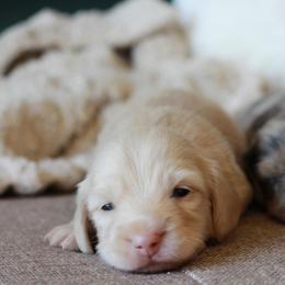Ron AKC 3200 - Cream male Dachshund puppy in Krum, Texas from Tired Chef Dachshunds