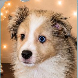 Boy 2 - Blackberry - Sable merle and white male Shetland Sheepdog puppy in Elberton, Georgia from Ioney's Southern Paws Shelties, Frenchies, and Yorkies