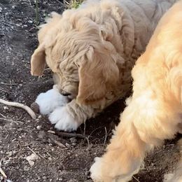 Goldendoodle Puppies from Grace of God Goldendoodles