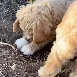 Goldendoodle Puppies from Grace of God Goldendoodles