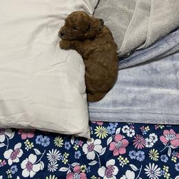 Poodle Puppies from poodle 4life Breeders