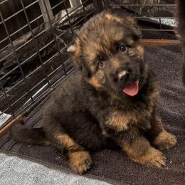 Cindy vom Bethel - Black and red female German Shepherd puppy in Weston, Florida from Vom Bethel Elite European German Shepherds