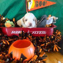 Elio - Red and white male Cockapoo puppy in Holton, Indiana from MoonShine Babies / OZ