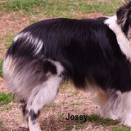 Toy Australian Shepherds from Herddogies