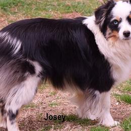 Toy Australian Shepherds from Herddogies