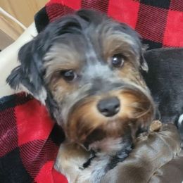 Lady - Yorkshire Terrier