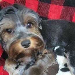 Lady - Yorkshire Terrier