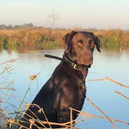 Labrador Retrievers from Cross G Farms