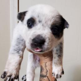 Eye patches - Blue speckled female Australian Cattle Dog puppy in Lenoir, North Carolina from Blue Coyote Ranch
