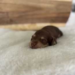 River - Chocolate and cream male Dachshund puppy in Newport, Tennessee from Justice Doxies