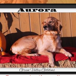 Aurora - Golden Retriever