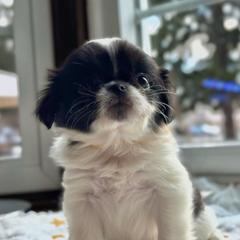 Girl 4 yellow - Black and white female Japanese Chin puppy in Vernon, Connecticut from Chin Babies