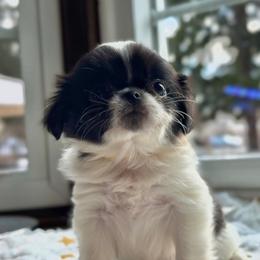 Girl 4 yellow - Black and white female Japanese Chin puppy in Vernon, Connecticut from Chin Babies