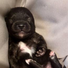 Orange - Black female Pomeranian puppy in Eden, North Carolina from Whippoorwill Pomeranians
