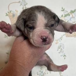 3 - male Alapaha Blue Blood Bulldog puppy in Grafton, Ohio from Eclipse Alapaha Kennels