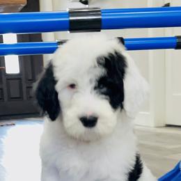 Sheepadoodle Puppies from M&B Puppy Love