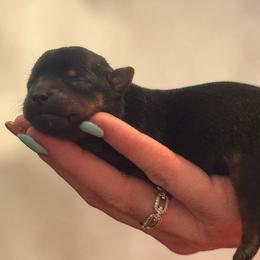Max - Black and tan male Yorkshire Terrier puppy in Delta, Colorado from SATA Kennels