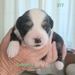 BTF7 - Black tri female Miniature American Shepherd puppy in Elgin, Oregon from LongMile Aussies
