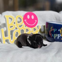 Brindle girl - Brindle female French Bulldog puppy in Polk City, Florida from Best Friend Frenchies, LLC