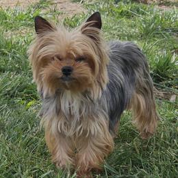 Royal's Minion - Yorkshire Terrier