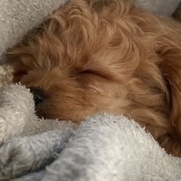 Poodle Puppies from Too Cute Toy Poodles