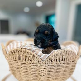 Linus - Tri-color male Bernedoodle puppy in Sulphur, Louisiana from Curly Q’s Of Carlyss
