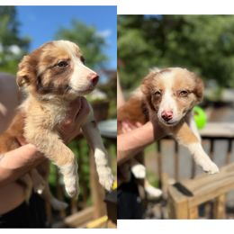 Girl 1 - Red merle female Border Collie puppy in Asheboro, North Carolina from Coble Kennels