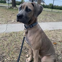 Girl 1 - female Cane Corso puppy in Allen, Texas from Angel's Dragons