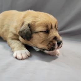 Carla - Chocolate female Assorted Doodle Crosses puppy in Blackfoot, Idaho from Lucky Pup Meadows