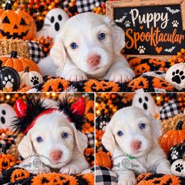 Mr. Dk. Green-3200 - Piebald male Dachshund puppy in Sparr, Florida from From the Heart Doxies