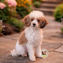 Cally - Poodle