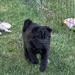 Studly - Black sable male Chinese Shar-Pei puppy in China, Michigan from Blackwitch Farms