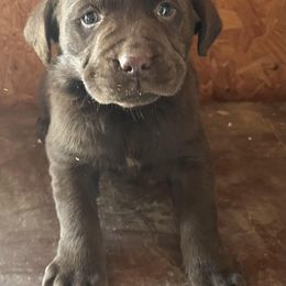 Boy 3 - Labrador Retriever puppy in Seymour, Missouri from Castlegate Labs & Doodles