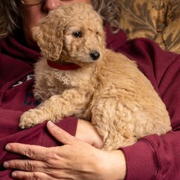 Reece - Cream Goldendoodle puppy in Des Plaines, Illinois from SnoogleDoodles