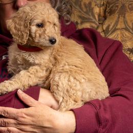 Reece - Cream Goldendoodle puppy in Des Plaines, Illinois from SnoogleDoodles