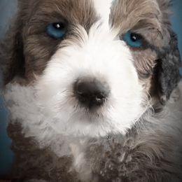 Bernedoodle and Sheepadoodle Puppies from Doodlebuds