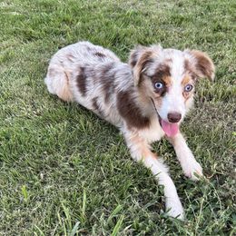 Girl 1 - Red merle female Toy Australian Shepherd puppy in Hokes Bluff, Alabama from Alegria Toy Aussies