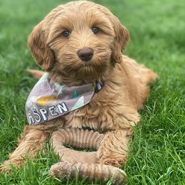 Australian Labradoodle Puppies from Mountain Sky Doodles