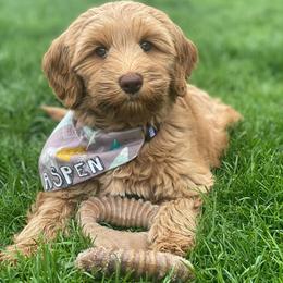 Australian Labradoodle Puppies from Mountain Sky Doodles